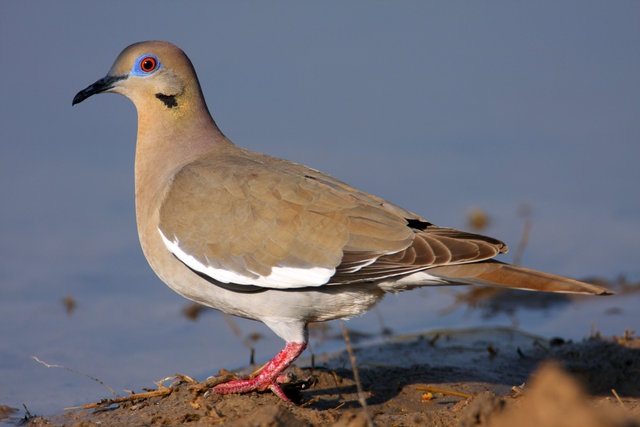 White-winged Dove, southern Texas