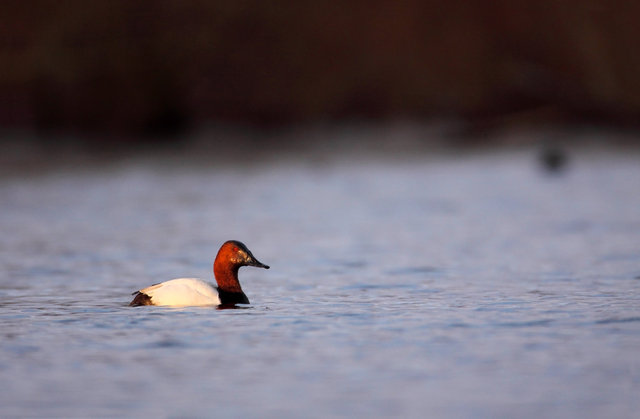 Canvasback, southern Ohio