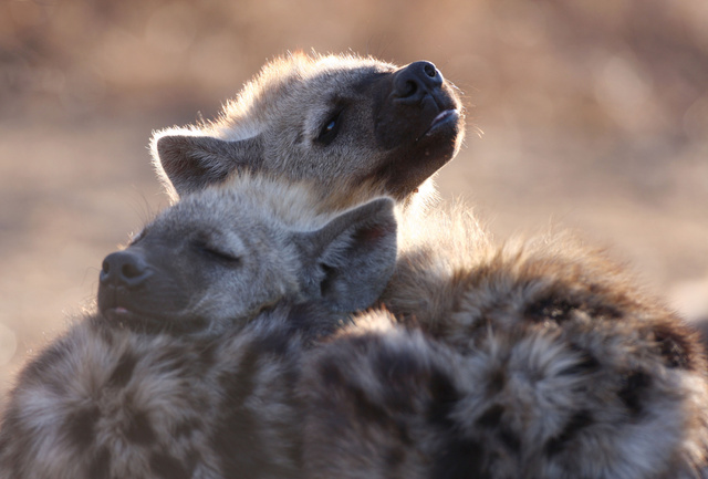hyena2.jpg
