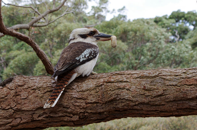 Kookaburra at Balmoral (2) VB.jpg