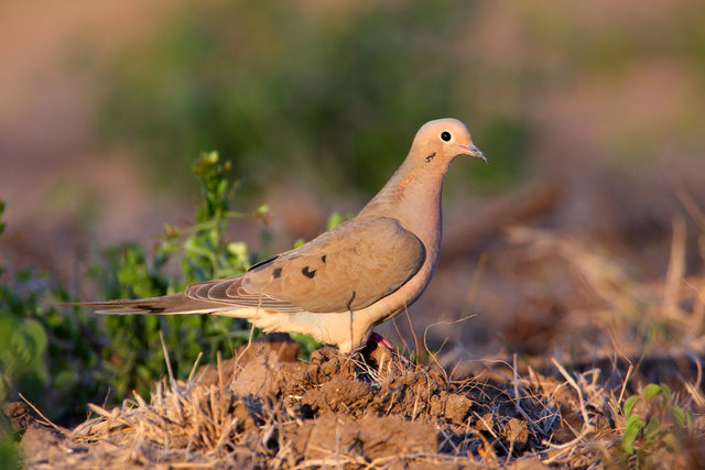 Mourning Dove, southern Texas