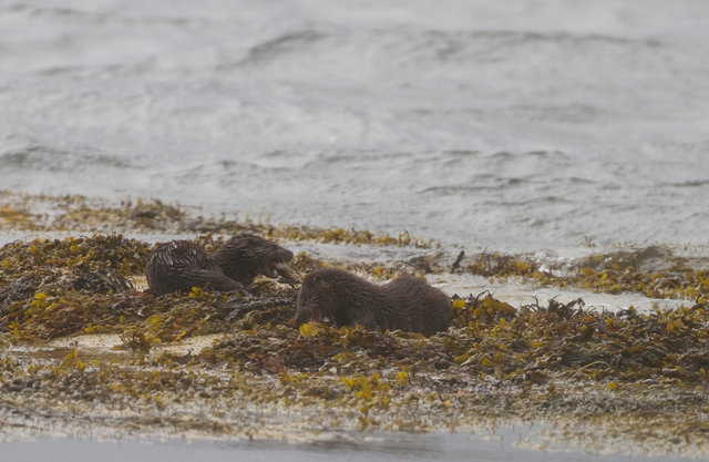 Otter cubs