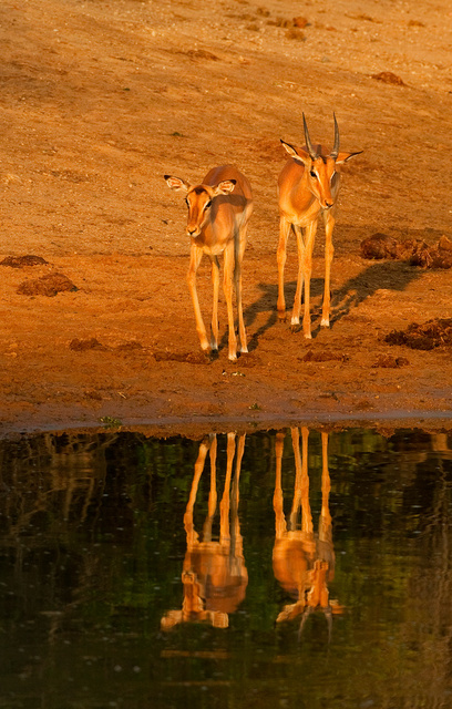 Impalas