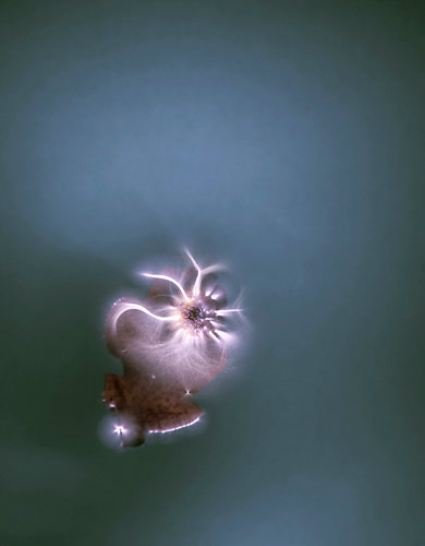 The Luminous Garden #38 © Paul den Hollander