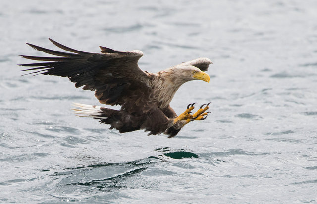White-tailed eagle