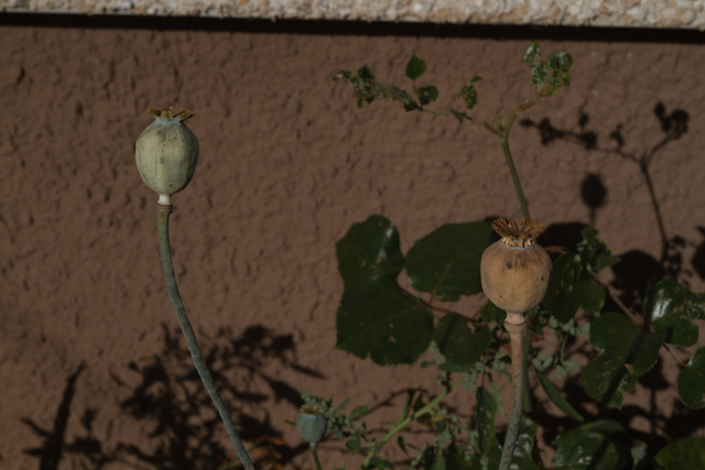 Two flowerheads which greet you in the sun and sit below the room I sleep in.