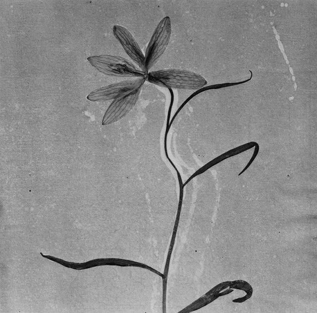 Hortus Siccus XX #3 © Paul den Hollander