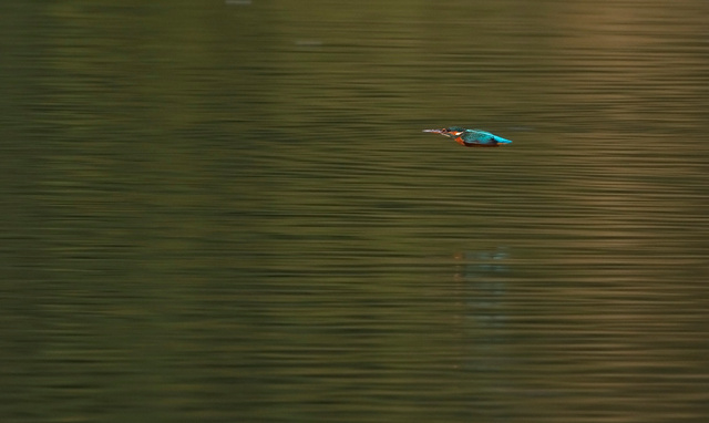 Kingfisher