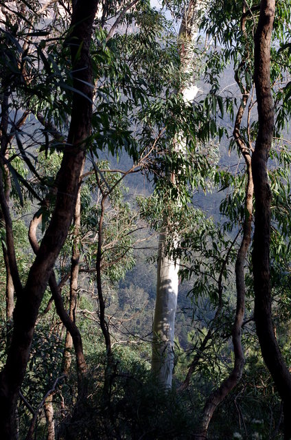 The National Trail Wentworth Falls (27) VB.jpg