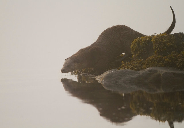 Otter