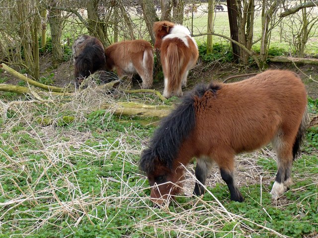 Shetland Ponies at Wheathampstead (2) VB.JPG