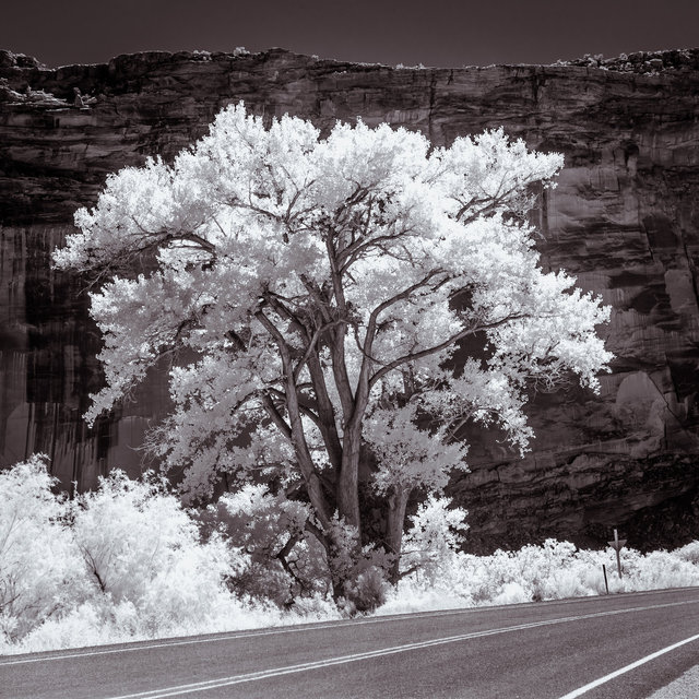 Tree & Cliff (Infra-Red)