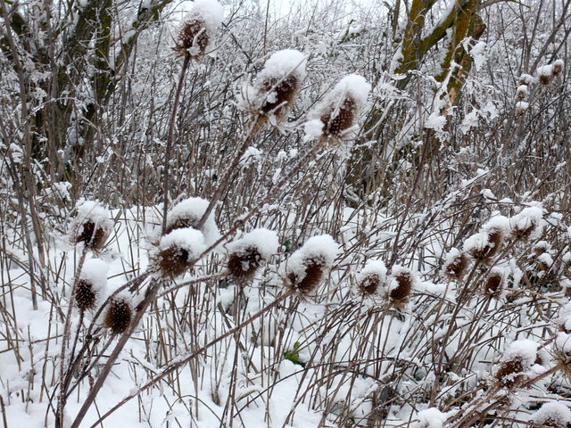 Teasels in the snow (3) VB.JPG