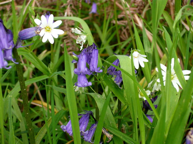 Spring Flowers (2) VB.JPG