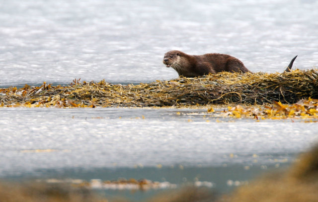 Otter
