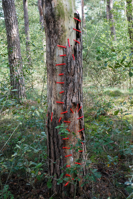 Tree restorations