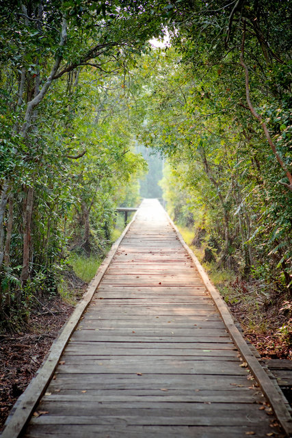 Bridge to Borneo