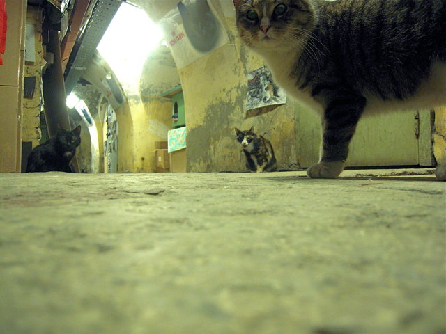 DSCN5568.JPG