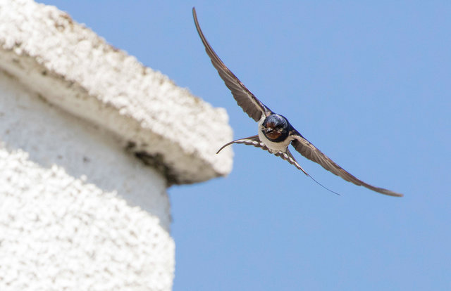 Swallow