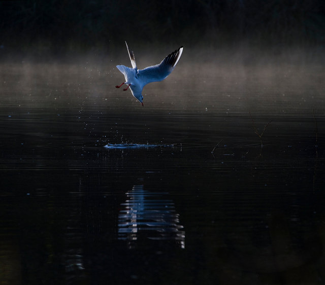 Gull