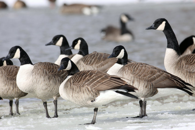 Canada Geese, winter, Ohio