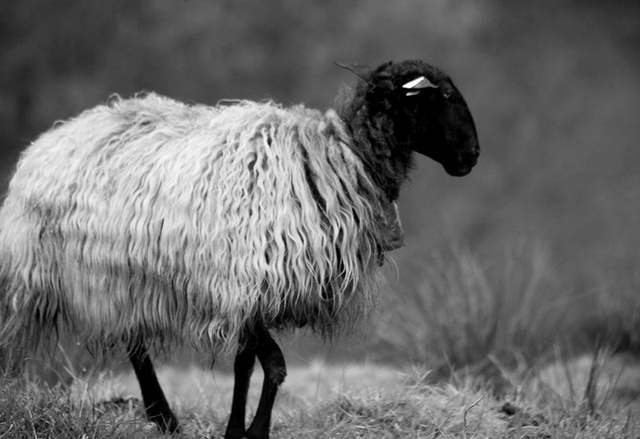 viewbook sm 55 060412_3314.jpg