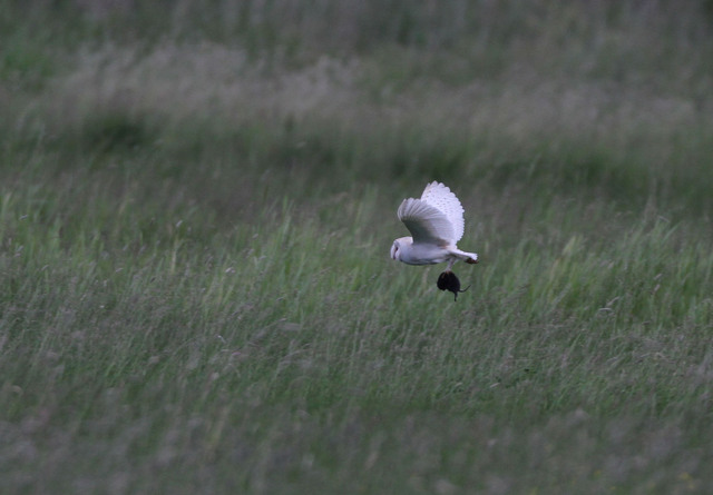 Barn Owl with prey