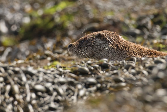 Otter