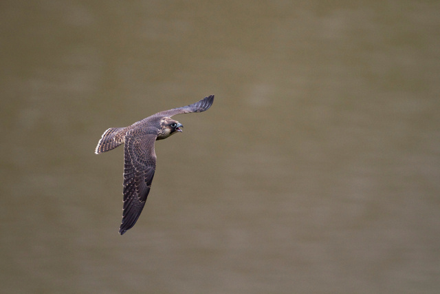 Juvenile peregrine falcon