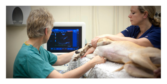 Nick John Lord veterinary photography