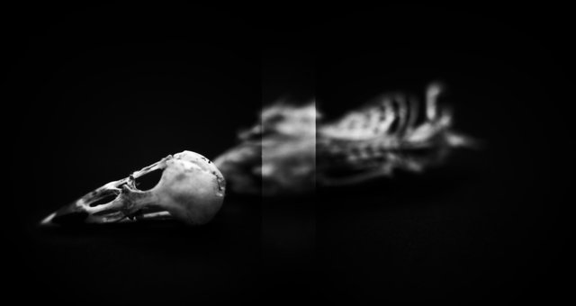 Skeleton, Willow Flycatcher (<i>Empidonax traillii</i>), Holga 120N, Kodak T-MAX 100, 2015