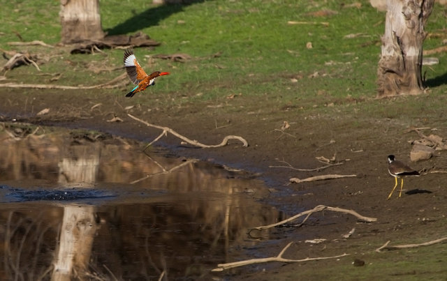 White-throated Kingfisher