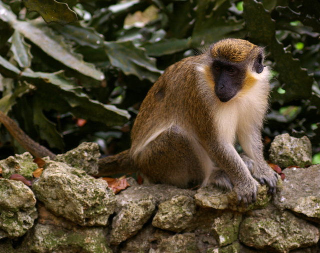 Barbados Wildlife Reserve 2nd Visit (8) VB.JPG