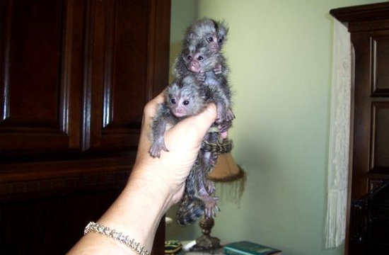 Finger-Monkey-Collection.jpg