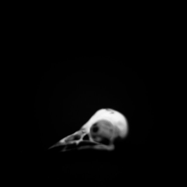 Skull, American Redstart (<i>Setophaga ruticilla</i>), Holga 120N, Ilford Delta Pro 100, 2015