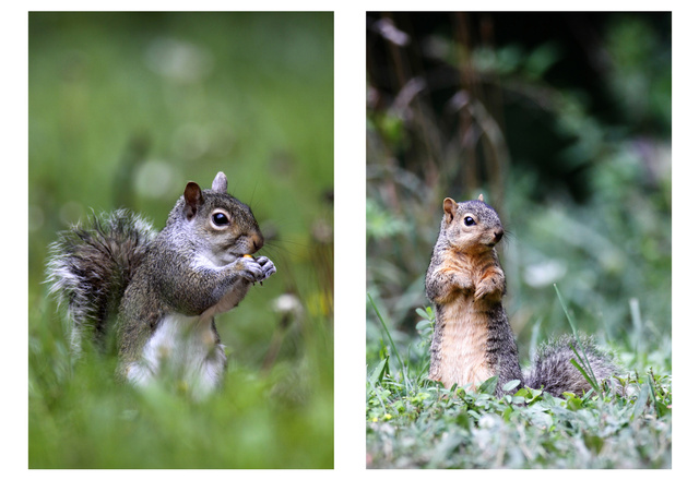 (left) - Eastern Gray Squirrel, OH; (right) Fox Squirrel , OH