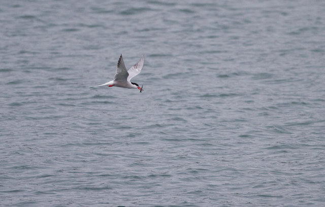 Common Tern
