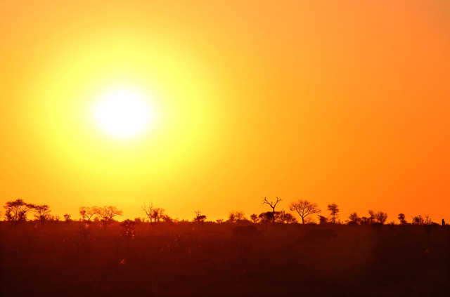 Rhinos at sunrise