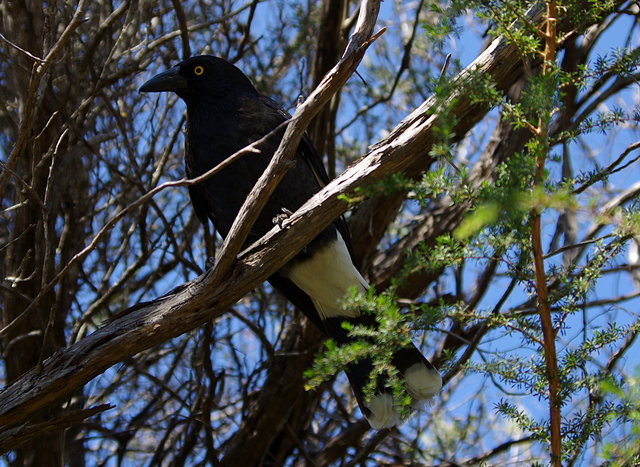 Pied Currawong on Blue Fish Trail (1) VB.JPG