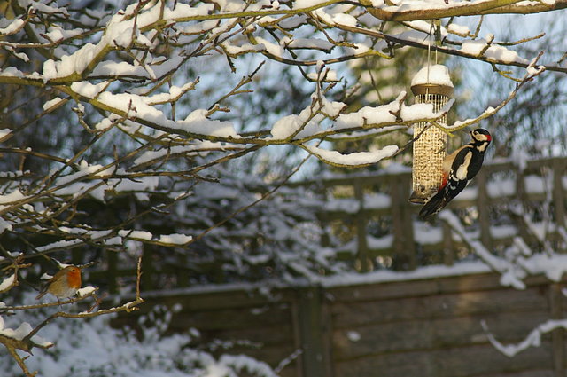 Robin and Woodpecker in the snow (3) edited VB.JPG