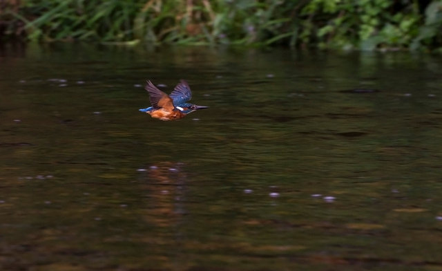 Kingfisher