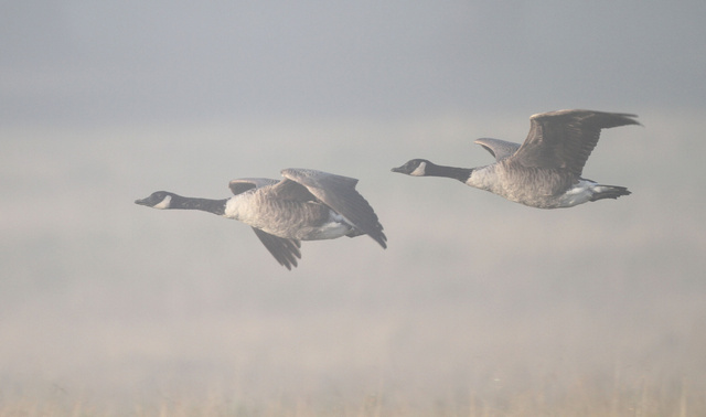 Canada Geese