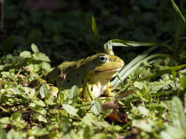 groene kikker