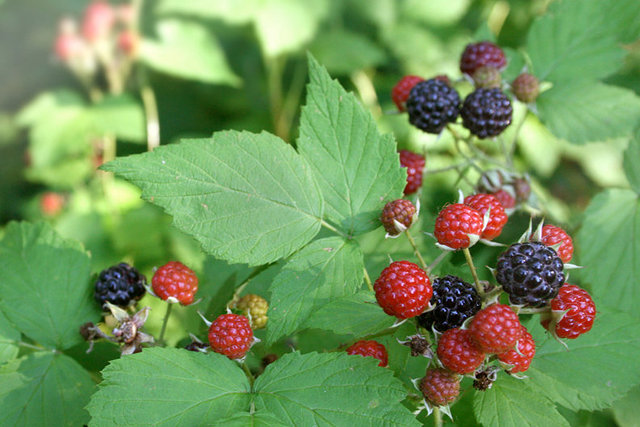 BlacknRedBerries.jpg