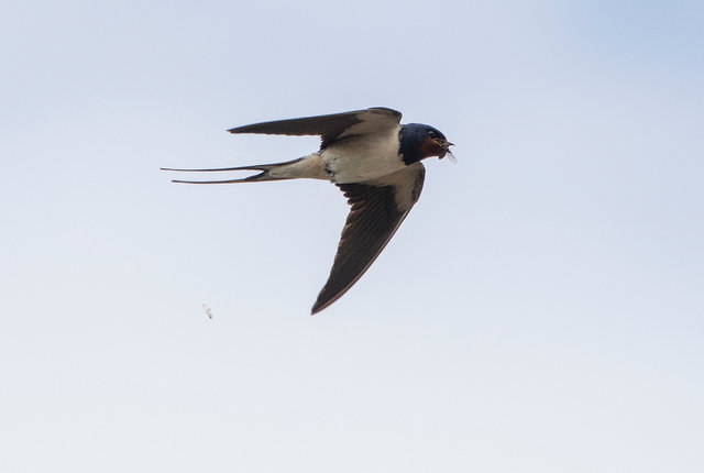 Swallow