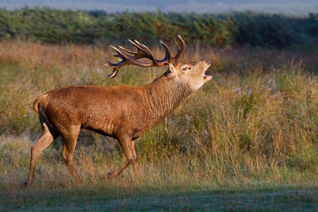 Red deer stag