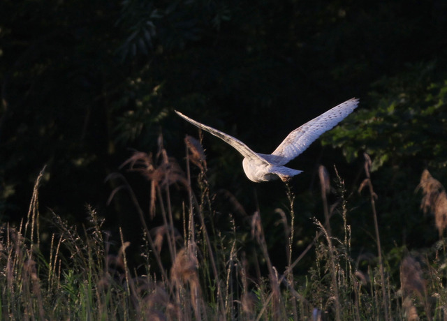 Barn Owl