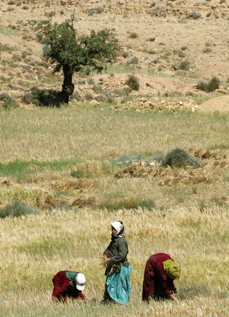 MAROC