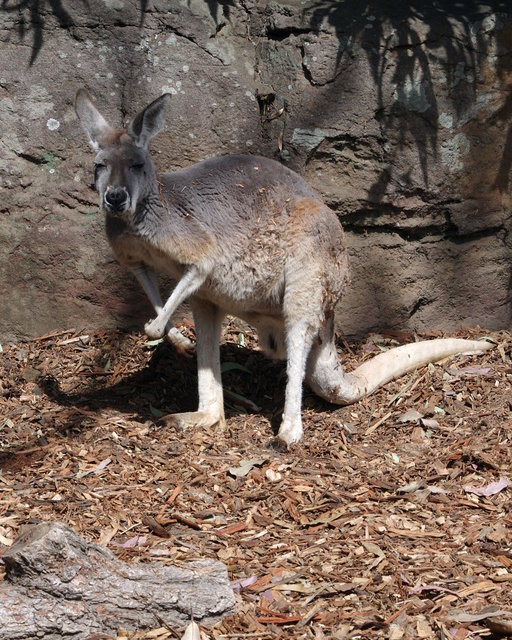 Taronga Zoo (44) VB.jpg