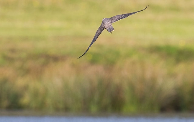 Hobby with dragonfly